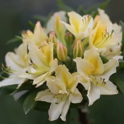 Азалия ДАВИЗИ листопадная в Фаниполе