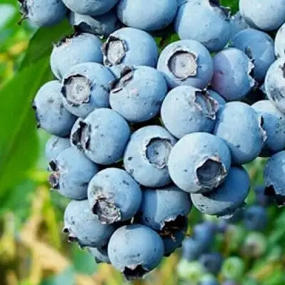 Голубика БРИГИТТА БЛЮ в Фаниполе