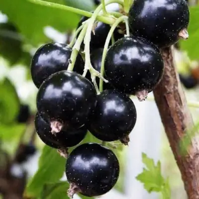 Смородина чёрная ДЕЛИКАТЕСНАЯ в Фаниполе