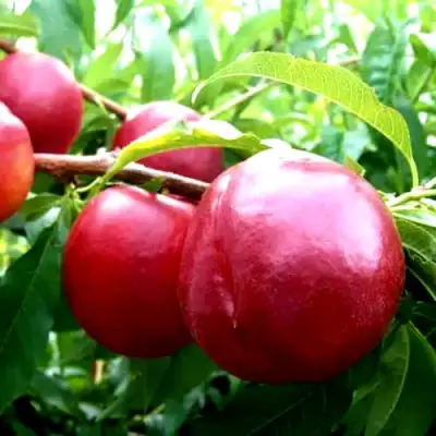 Нектарин ХАРКО в Фаниполе