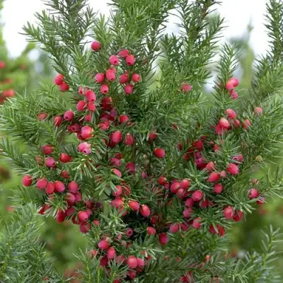 Тис ХИКСИ средний в Фаниполе