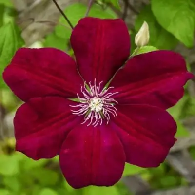 Клематис РУЖ КАРДИНАЛ в Фаниполе