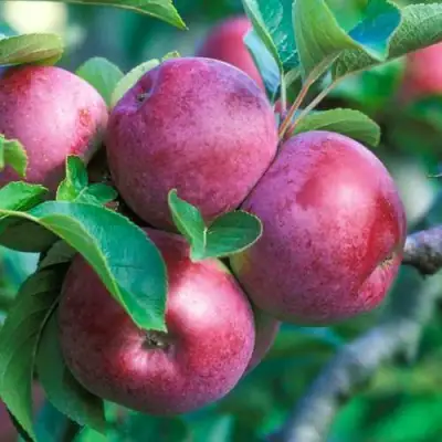 Яблоня СПАРТАН в Фаниполе