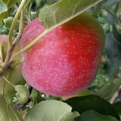 Яблоня АЛЬВА в Фаниполе