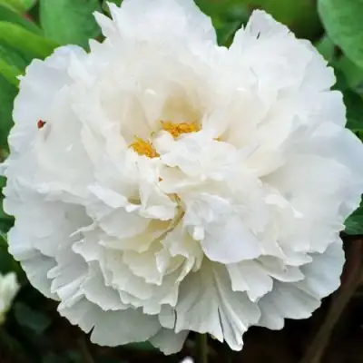 Пион БЕЛЫЙ СНЕГ древовидный в Фаниполе