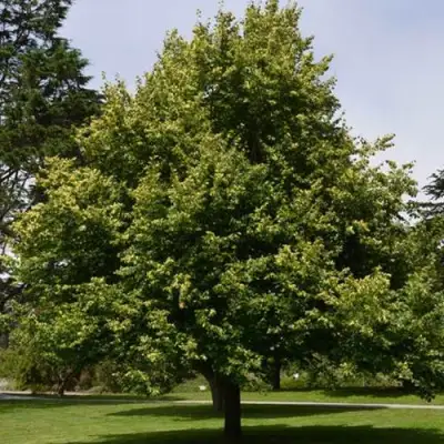 Липа сердцевидная в Фаниполе