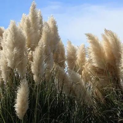 Кортадерия белая (пампасная трава) в Фаниполе