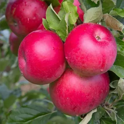 Яблоня РОЖДЕСТВЕНСКОЕ в Фаниполе