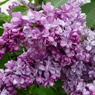 Сирень ГЕНЕРАЛ ПЕРШИНГ в Фаниполе