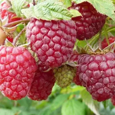 Малина ПОЛЬКА (ПОЛКА) в Фаниполе