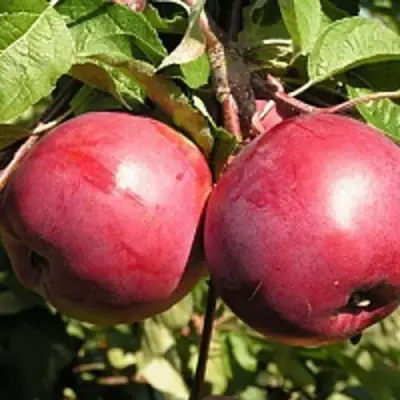 Яблоня ДАРУНАК в Фаниполе