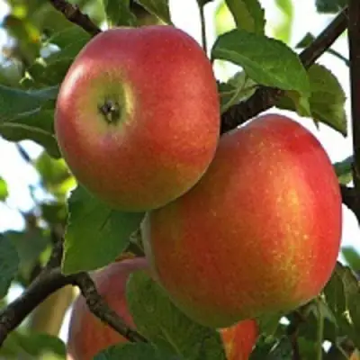 Яблоня ПЕРСИКОВАЯ в Фаниполе