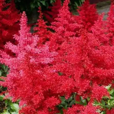 Астильба ЭТНА Арендса в Фаниполе