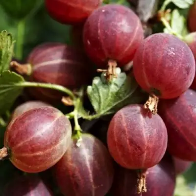 Крыжовник ХИННОМАКИ РОТ в Фаниполе