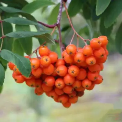 Рябина ВЕФЕД сладкоплодная в Фаниполе