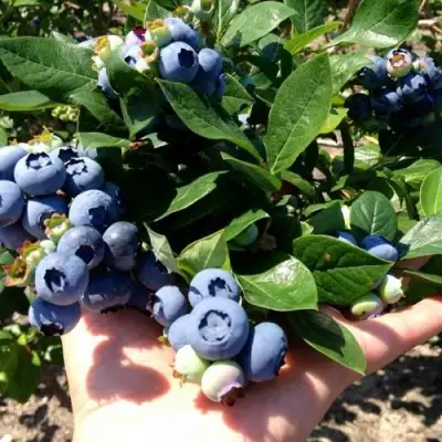 Голубика ДАРРОУ в Фаниполе