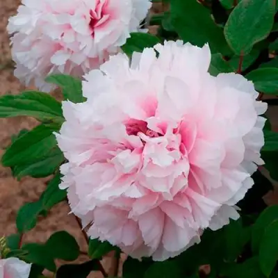 Пион ПЕРСИК ПОД СНЕГОМ древовидный в Фаниполе