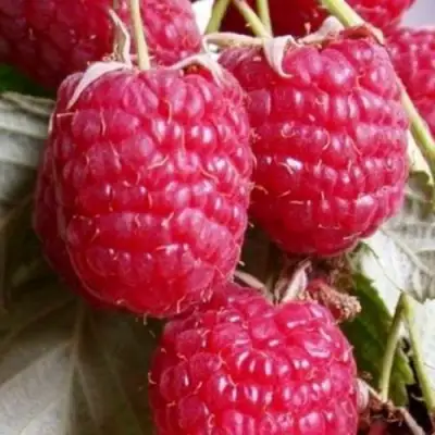 Малина ГЕРАКЛ в Фаниполе