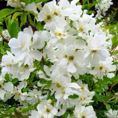 Экзохорда ЗЕ БРАЙД в Фаниполе