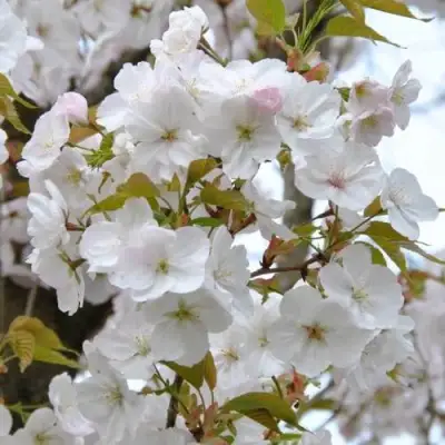 Сакура САНСЕТ БУЛЕВАРД в Фаниполе