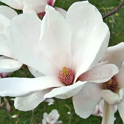 Магнолия АЛЬБА СУПЕРБА в Фаниполе