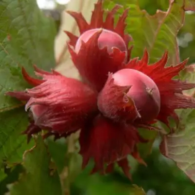 Фундук МОСКОВСКИЙ РУБИН в Фаниполе