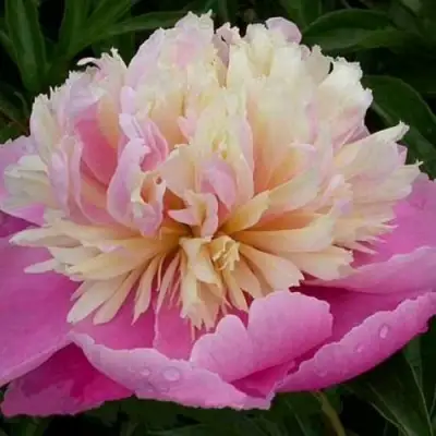 Пион ВЕСЕННЯЯ ПАЛИТРА травянистый в Фаниполе