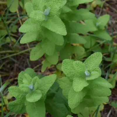 Мята АПФЕЛМИНЦЕ в Фаниполе