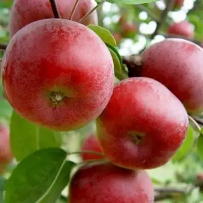 Яблоня АНТЕЙ в Фаниполе