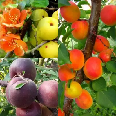 Комплект САД ДЛЯ ГУРМАНА в Фаниполе