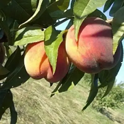 Персик СОФГАФЕН в Фаниполе