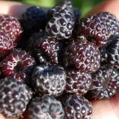 Малина БРИСТОЛЬ в Фаниполе