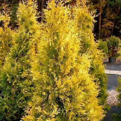 Туя ЕВРОПА ГОЛД западная в Фаниполе