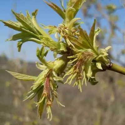Клен ясенелистный в Фаниполе