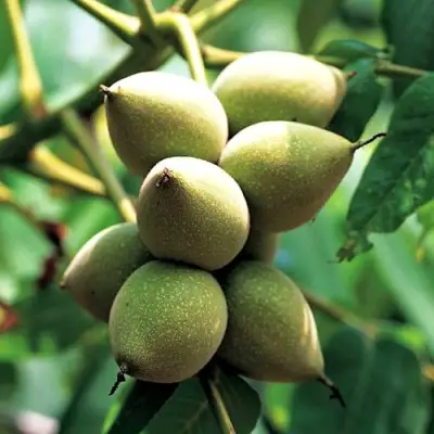 Орех МАНЬЧЖУРСКИЙ в Фаниполе