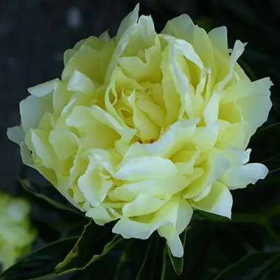 Пион ЗОЛОТАЯ КОЛЕСНИЦА травянистый в Фаниполе