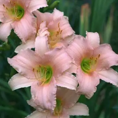 Лилейник ЛАКШЕРИ ЛЕЙС гибридный в Фаниполе