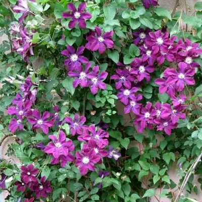 Клематис ГЕРОИ ВАРШАВЫ в Фаниполе