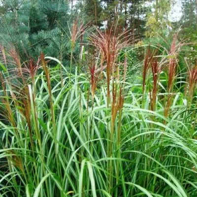 Мискантус МАЛЕПАРТУС китайский  в Фаниполе