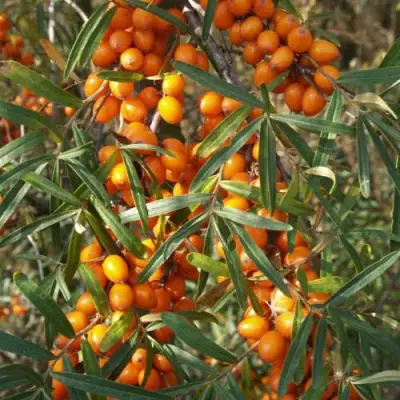 Облепиха РОСИНКА в Фаниполе