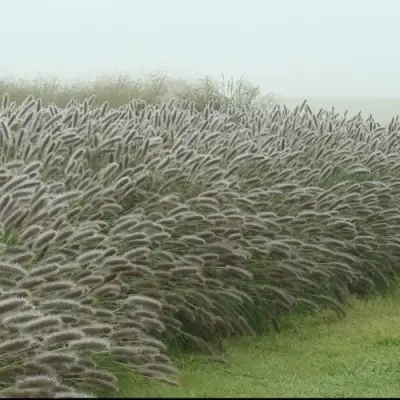 Пеннисетум ЛЕДИ Ю в Фаниполе