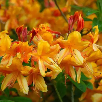 Азалия ОРАНЖ ХИТ листопадная в Фаниполе