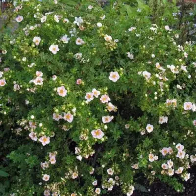 Лапчатка ПИНК КВИН кустарниковая в Фаниполе