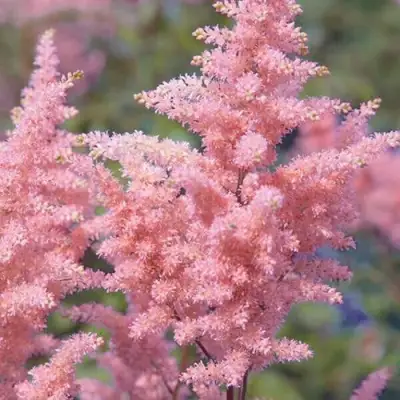 Астильба ГЛИТТЕР ЭНД ГЛАМУР китайская в Фаниполе