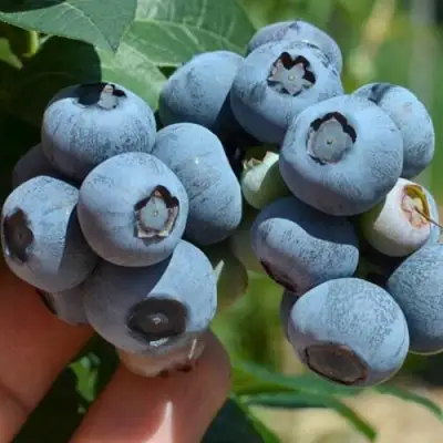 Голубика НЕЛЬСОН в Фаниполе