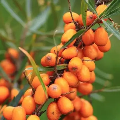Облепиха АЛТАЙСКАЯ в Фаниполе