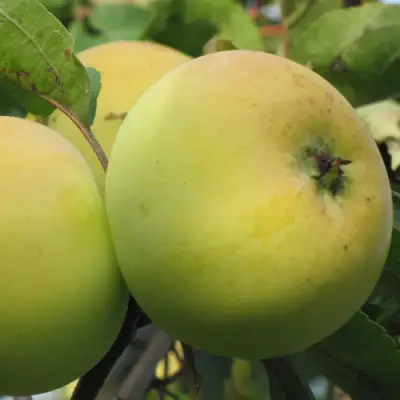 Яблоня РОССИЯНКА в Фаниполе