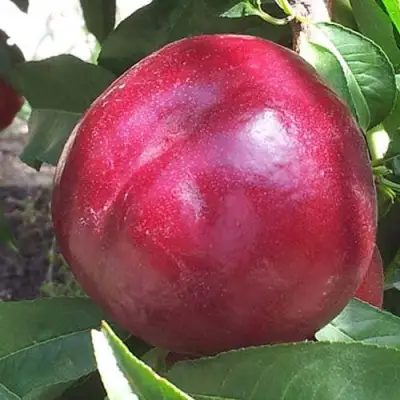 Нектарин ЭКСТРИМ БЬЮТИ в Фаниполе