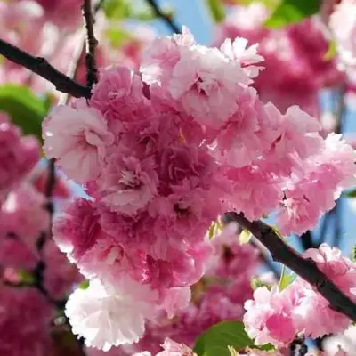 Сакура ПИНК ПЕРФЕКШН в Фаниполе