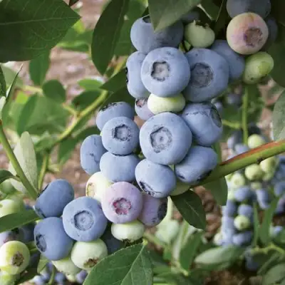 Голубика ЛИБЕРТИ в Фаниполе